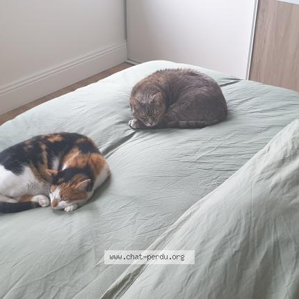 Photo de chat perdu à Lorient