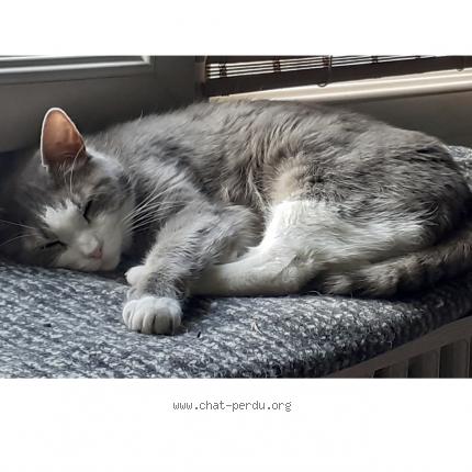 Photo de chat perdu à Vigneux Sur Seine