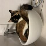 Photo de chat perdu à Thoissey