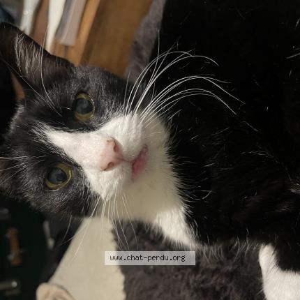 Photo 1/1 Chat retrouvé Perdu à Vernon