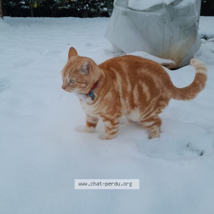 Photo de chat perdu à Mainvilliers