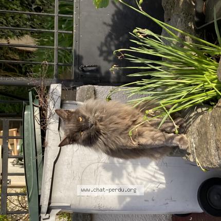 Photo de chat perdu à Bourg La Reine