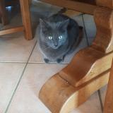 Photo de chat perdu à La Queue Lez Yvelines