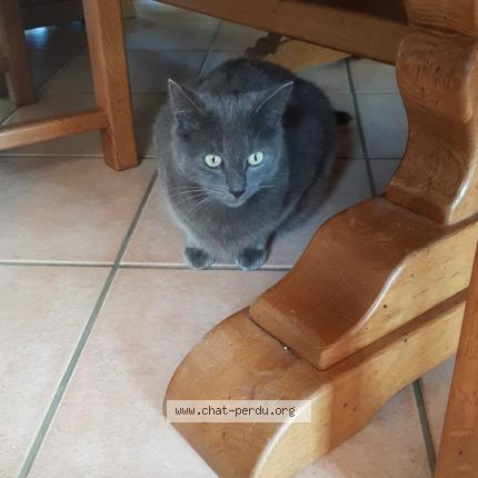 Photo 1/1 Chat retrouvé Perdu à La queue lez yvelines