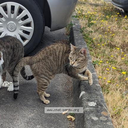 Photo de chat perdu à Angles Lotissement Tournesols