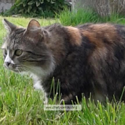 Photo 1/1 Chat retrouvé Perdu à Rennes