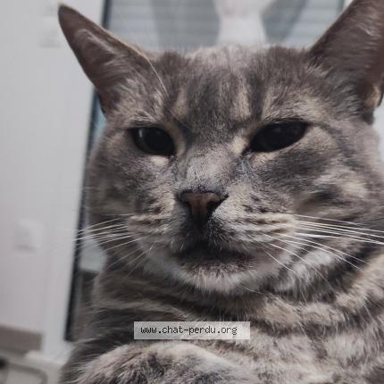 Photo de chat perdu à Bordeaux