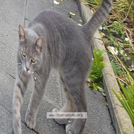 Photo 1/1 Chat retrouvé Trouvé à Amiens