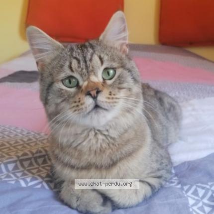 Photo de chat perdu à Rodez
