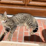 Photo de chat perdu à Les Breviaires