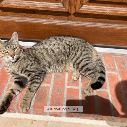 Photo 1/1 Chat retrouvé Perdu à Les breviaires