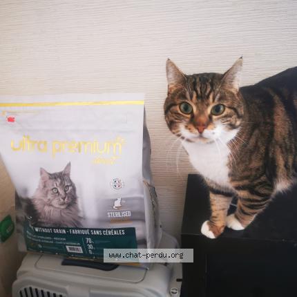 Photo de chat perdu à Saverdun