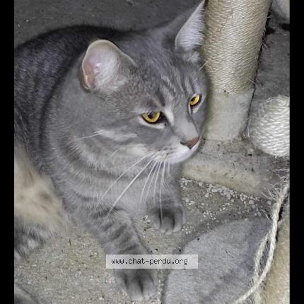 Photo 1/1 Simba Chat perdu à Arleux en gohelle