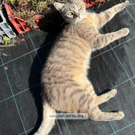 Photo 1/1 Chat retrouvé Trouvé à Habere lullin