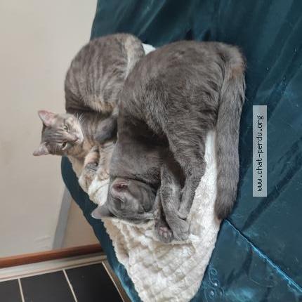 Photo de chat perdu à Mouliets Et Villemartin