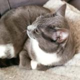 Photo de chat perdu à Versailles