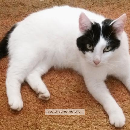 Photo 1/1 Chat retrouvé Perdu à Saint Aignan