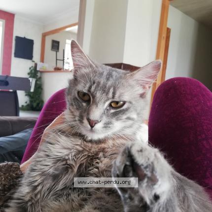 Photo de chat perdu à La Verrie