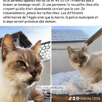Photo de chat perdu à Caudebec Les Elbeuf