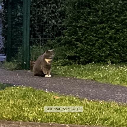 Photo 1/1 Chat retrouvé Perdu à Alfortville