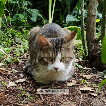Photo de chat trouvé à Cholet