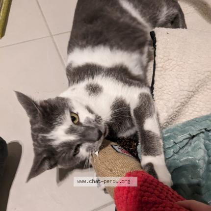 Photo 1/1 Neptune Chat perdu à Verrieres le buisson