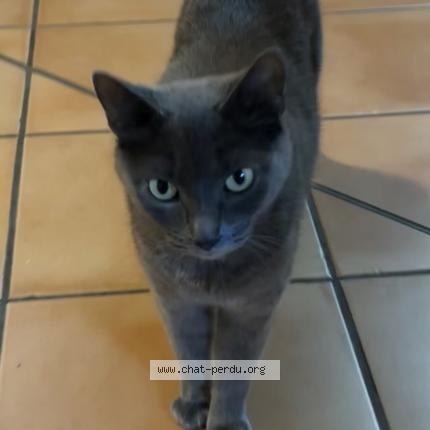 Photo de chat perdu à Toulouse