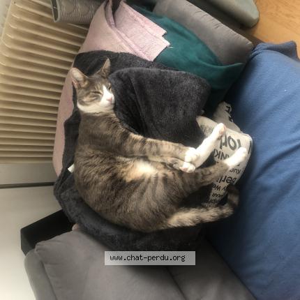 Photo 1/1 Chat retrouvé Perdu à Bernes Sur Oise