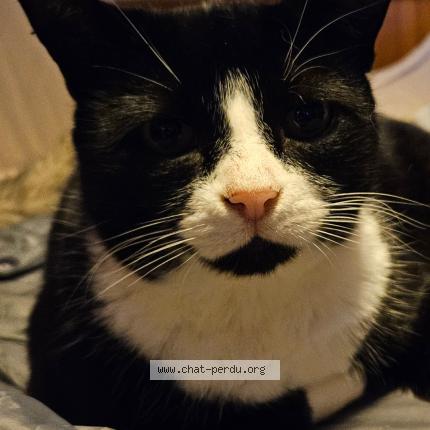 Photo de chat perdu à Dannelbourg