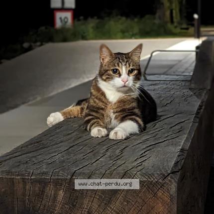 Photo de chat trouvé à Vertou