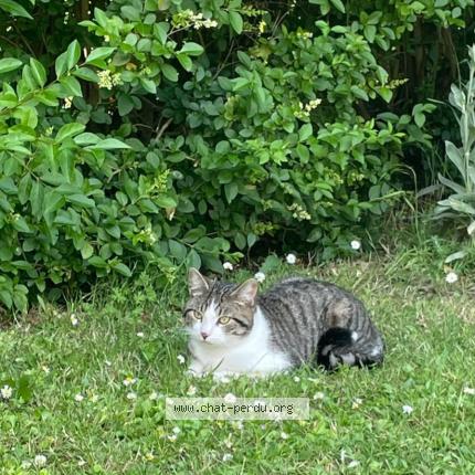 Photo de chat trouvé à St Etienne Du Rouvray