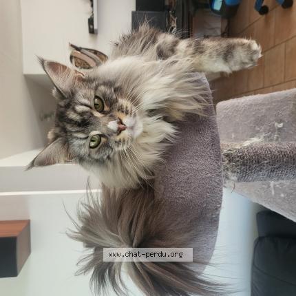 Photo de chat perdu à Loury
