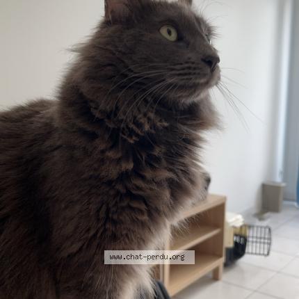 Photo de chat perdu à Genas