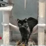 Photo de chat perdu à Creon