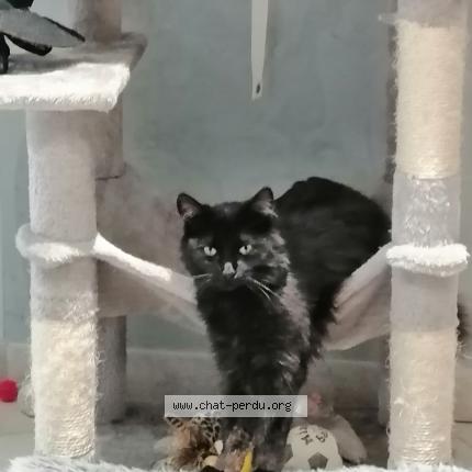 Photo 1/1 Chat retrouvé Perdu à Creon