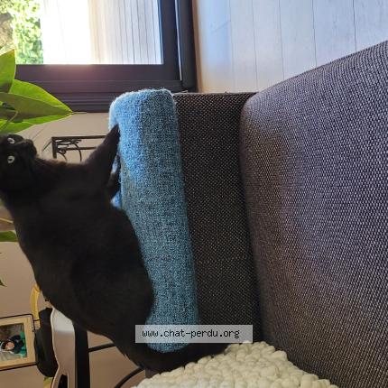 Photo de chat perdu à Rousson