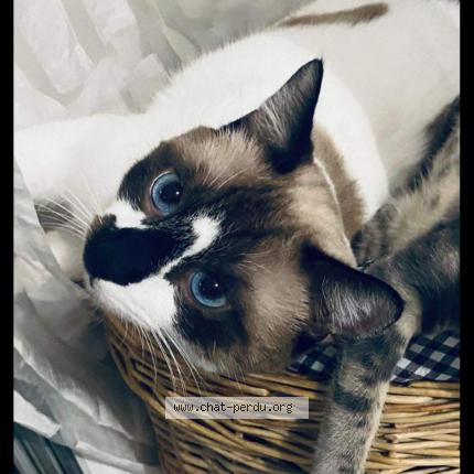 Photo de chat perdu à Carpentras