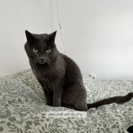 Photo de chat perdu à Saint Jacques De La Lande