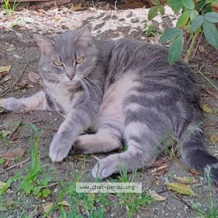 Photo de chat perdu à St Jean De Vedas