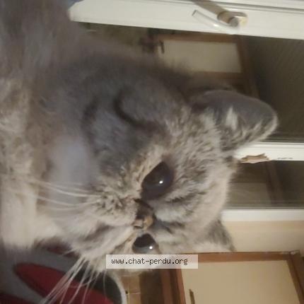Photo 1/1 Chat retrouvé Perdu à Drancy