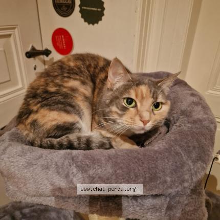 Photo 1/1 Chat retrouvé Perdu à Strasbourg