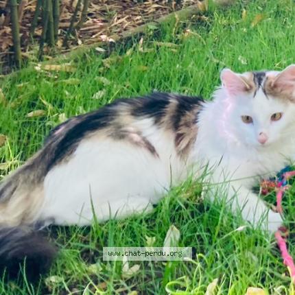 Photo 1/1 Chat retrouvé Perdu à Bagnolet