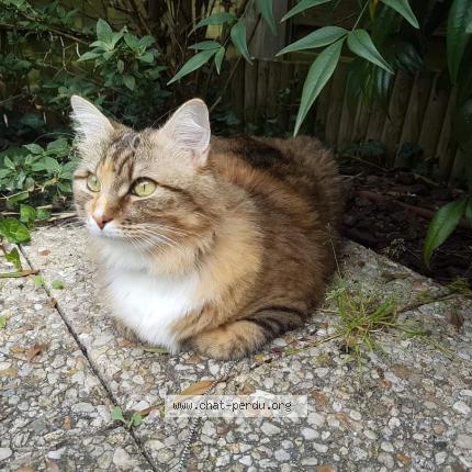 Photo de chat perdu à Tigy