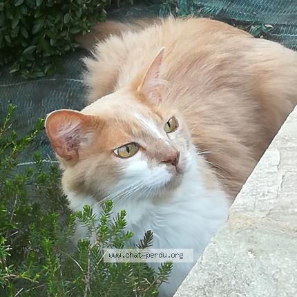 Photo 1/2 Harry Chat perdu à Plescop