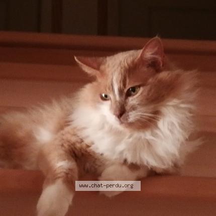 Photo 2/2 Harry Chat perdu à Plescop