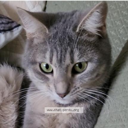 Photo de chat perdu à Ballaison