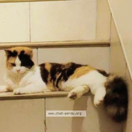 Photo de chat perdu à Coudun