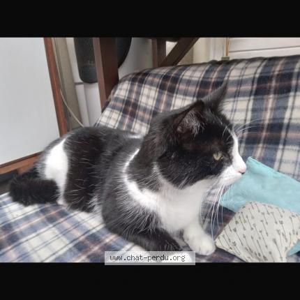 Photo 1/1 Chat retrouvé Perdu à Angers