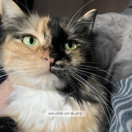Photo de chat perdu à Annecy