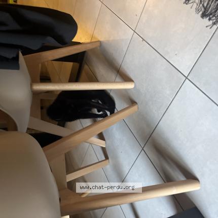 Photo 1/1 Chat retrouvé Trouvé à Villeurbanne